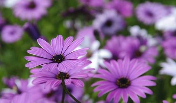 小雛菊花語紫色 小雛菊花語紫色