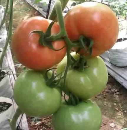 植物生長調節劑