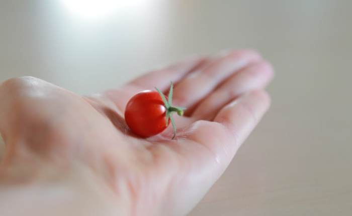 番茄種子播種方法 番茄種子播種方法