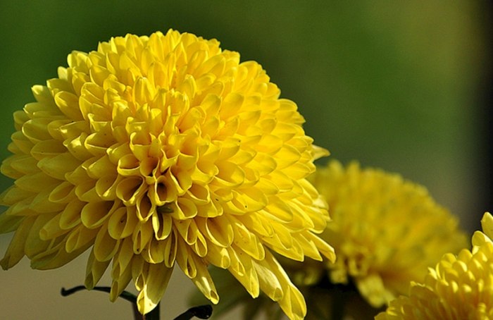 菊花種植技巧 菊花種植技巧