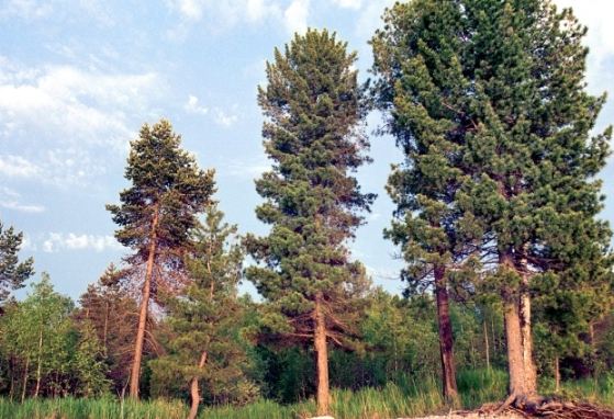 針松樹病蟲害防治 針松樹病蟲害防治