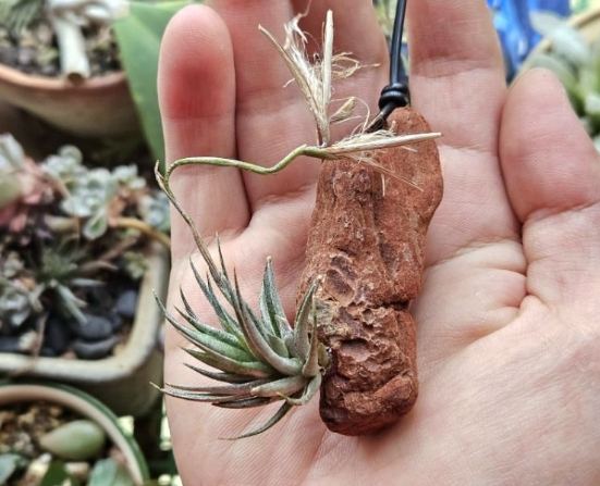 松 蘿 生長 環境