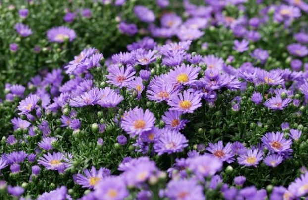 紫色雛菊象徵 紫色雛菊象徵