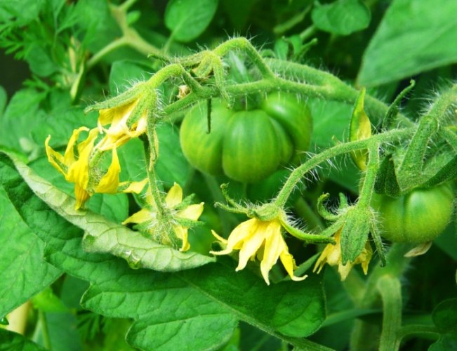 家庭種蕃茄 家庭種蕃茄