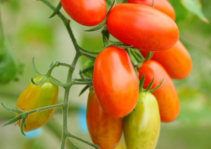 種小蕃茄 種小蕃茄