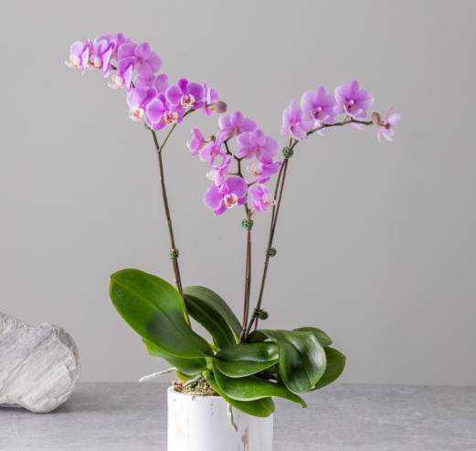 蝴蝶蘭介質推薦