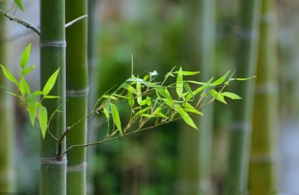 竹子種子發芽方法