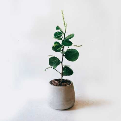 海葡萄植物養護 海葡萄植物養護