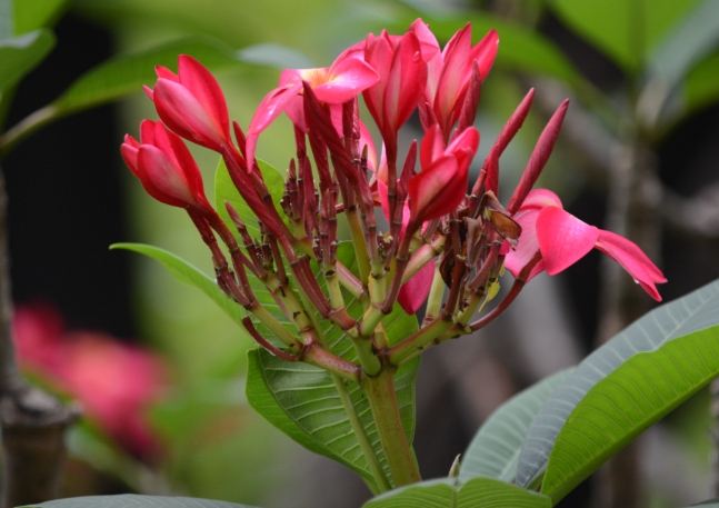 雞蛋花繁殖方法