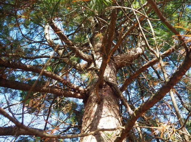 松果辨識方法 松果辨識方法