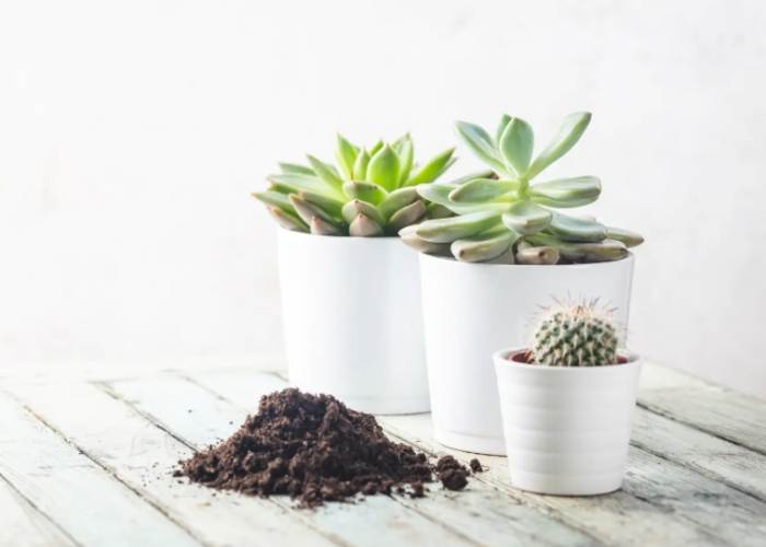 室內種植石蓮花 室內種植石蓮花