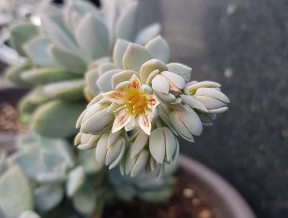 石蓮花養護 石蓮花養護