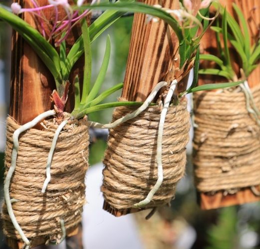 板植養護 板植養護