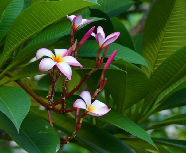 雞蛋花葉黃原因 雞蛋花葉黃原因