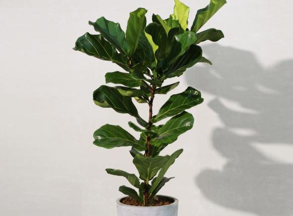 琴葉榕芽點生長