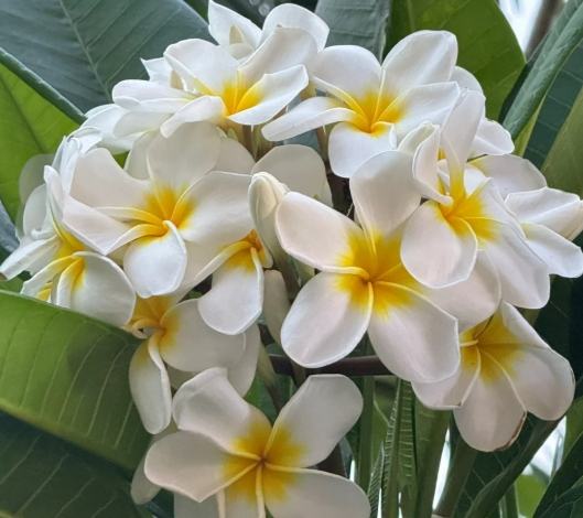 雞蛋花修剪時機 雞蛋花修剪時機