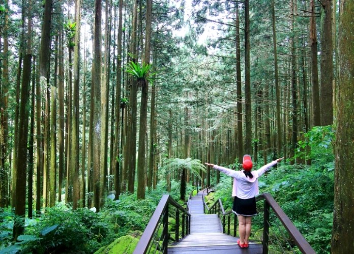奮起湖開車好開嗎