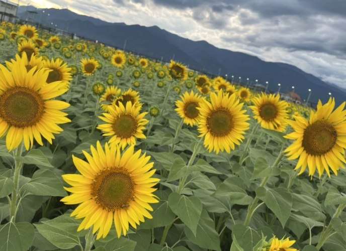 向日葵結構應用 向日葵結構應用
