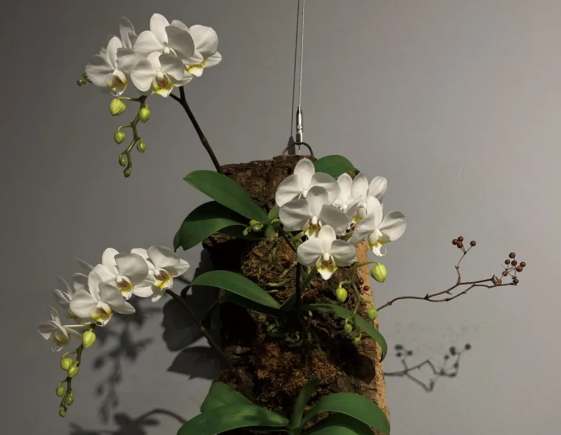 蘭花板植材質 蘭花板植材質