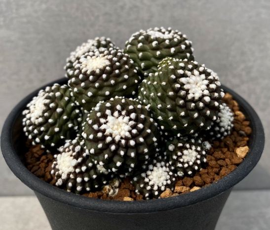 多肉植物照顧 多肉植物照顧