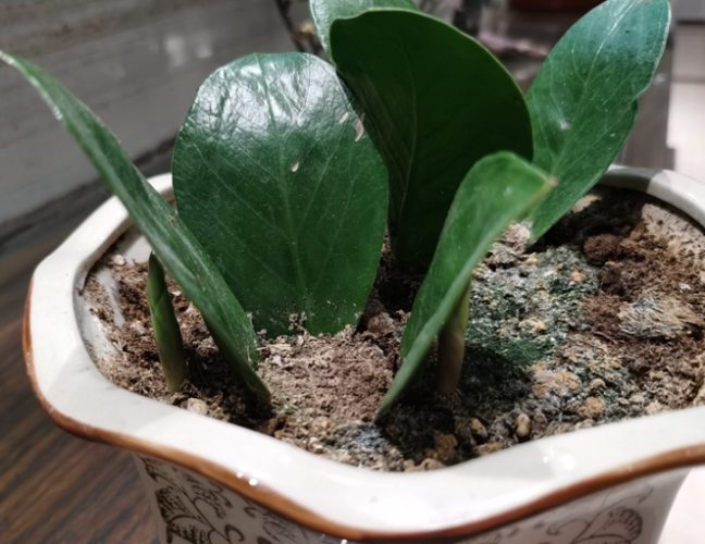 金钱树营养需求 金钱树营养需求