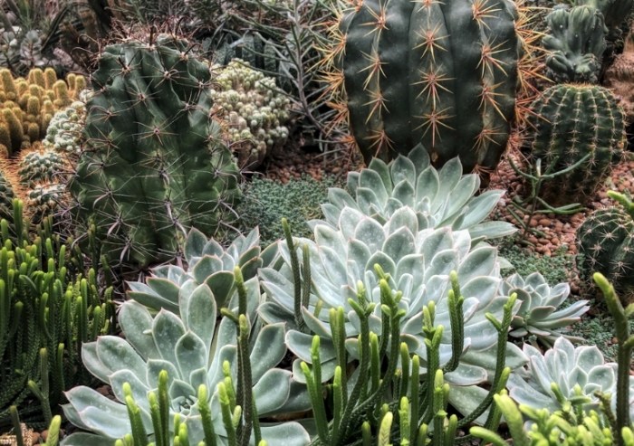 仙人掌養護技巧 仙人掌養護技巧