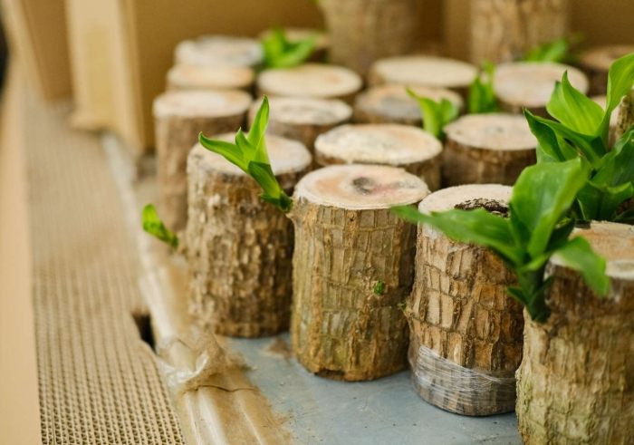 巴西木養護技巧 巴西木養護技巧