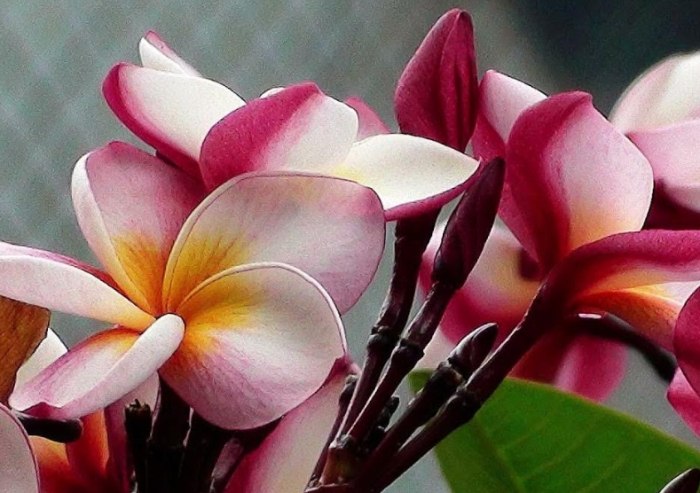 雞蛋花枝條 雞蛋花枝條