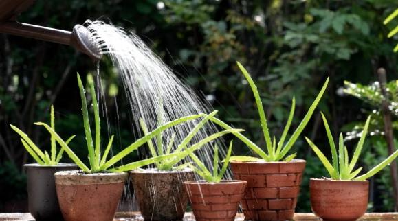 室內植物多久澆水 室內植物多久澆水