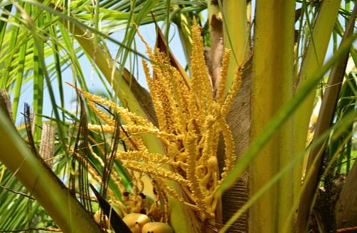 黃椰子毒性 黃椰子毒性