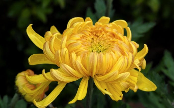 菊花生長環境 菊花生長環境