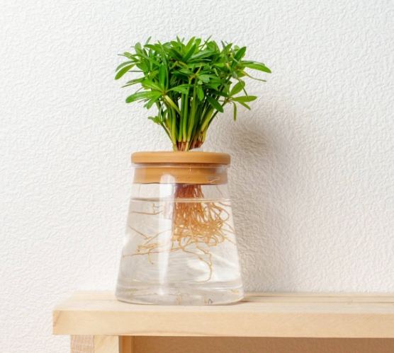 水耕蟲害防治 水耕蟲害防治