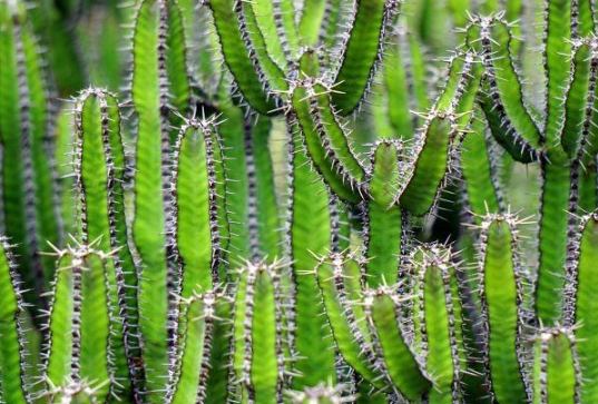 仙人掌修剪技巧 仙人掌修剪技巧