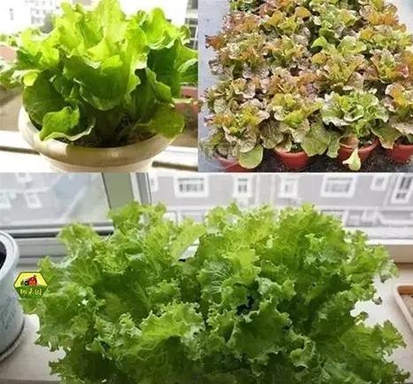 好種的菜 好種的菜