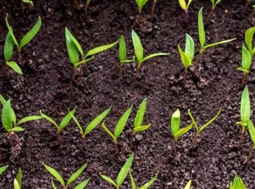 種子發芽後照顧