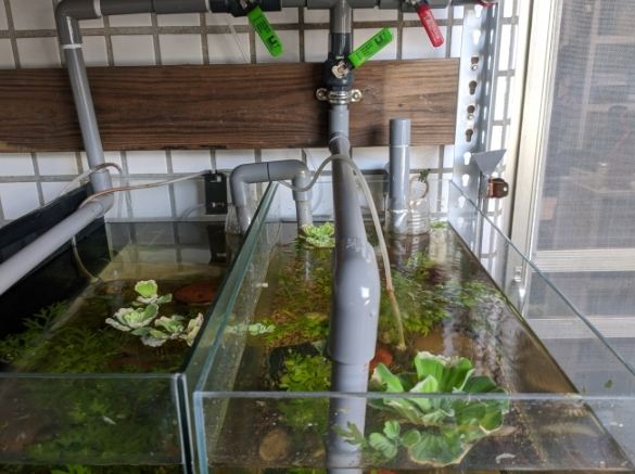 生態魚缸設置 生態魚缸設置