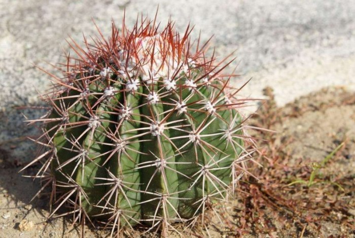 仙人掌長得快的方法