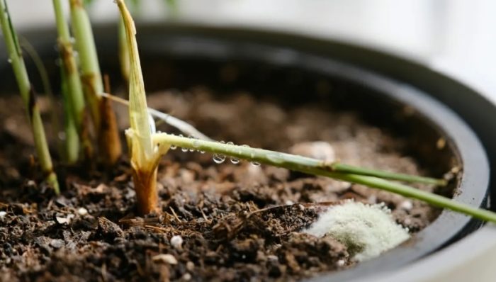 盆栽 發霉 怎麼辦 盆栽 發霉 怎麼辦