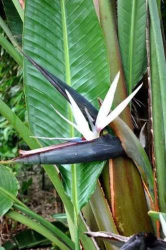 天堂鳥褐斑病原因 天堂鳥褐斑病原因