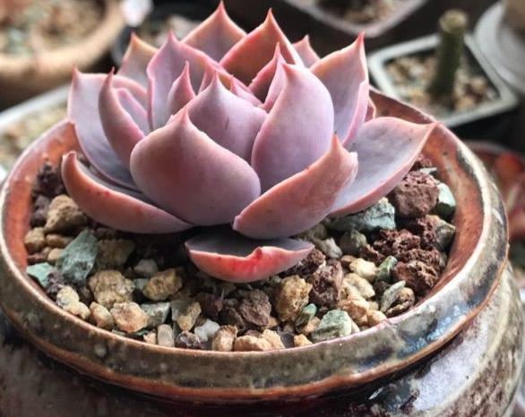 多肉曬太陽時間