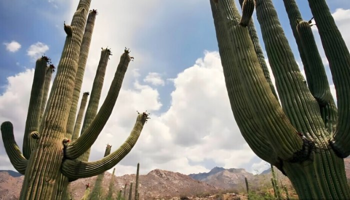 植物黃化處理 植物黃化處理