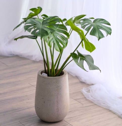 天堂鳥養護方法 天堂鳥養護方法