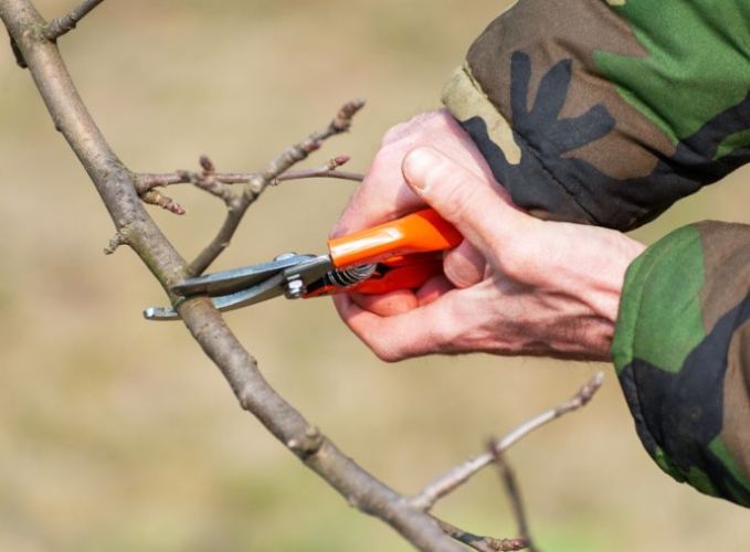 修剪樹木安全 修剪樹木安全