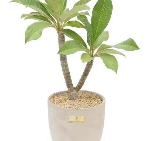 雞蛋花盆栽 雞蛋花盆栽