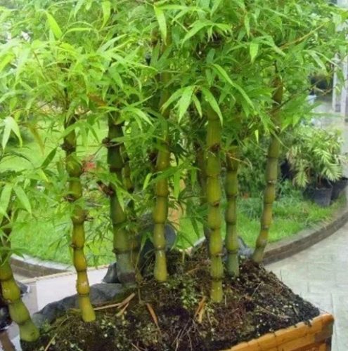 竹子種子發芽方法