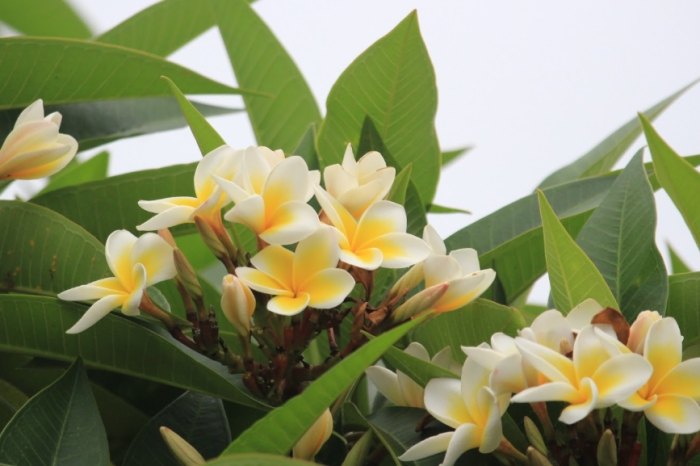 雞蛋花色澤變化 雞蛋花色澤變化