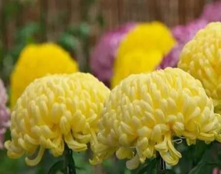 菊花浇水時間 菊花浇水時間