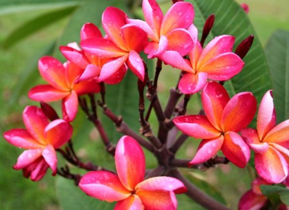 雞蛋花澆水頻率 雞蛋花澆水頻率