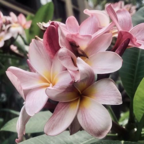 老挝國花 老挝國花