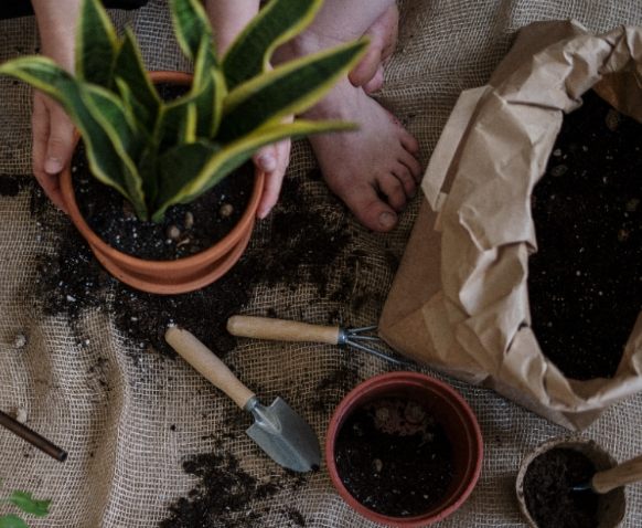 根部護理 根部護理